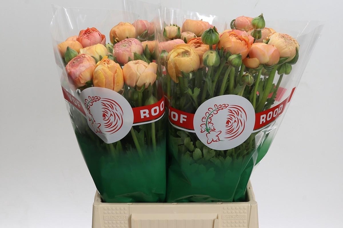 Ranunculus Aazur Salmon