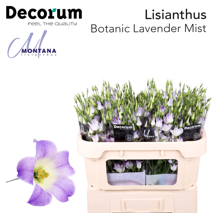 Lisianthus Botanic Lavender Mist