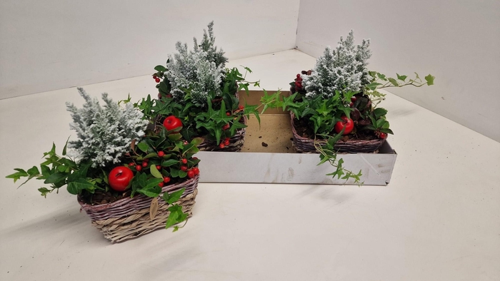 <h4>ARR TUINPLANTEN</h4>