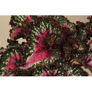 Bladbegonia Rex Purple Blush MUST HAVE