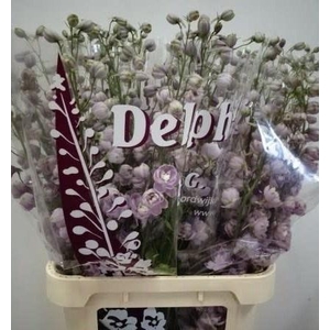 DELPH DU DEW FLAMING