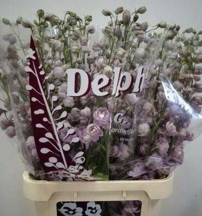 <h4>DELPH DU DEW FLAMING</h4>