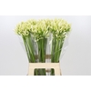 Agapanthus Gletsjer
