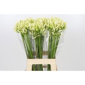 Agapanthus Gletsjer