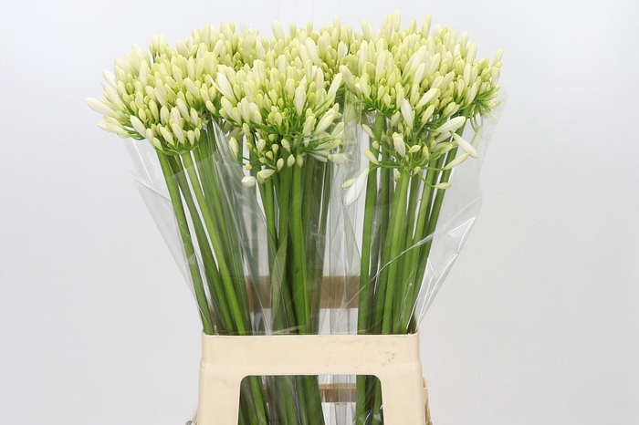 <h4>Agapanthus Gletsjer</h4>