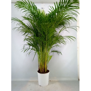 Dypsis lutescens   ...Chrysalidoca