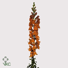 <h4>Antirrhinum It. Orange</h4>