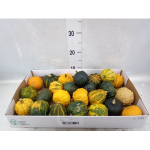 Cucurbita pepo 'Hard Warties' ..mix