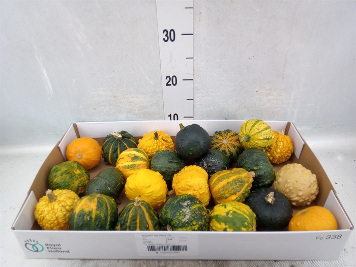 Cucurbita pepo 'Hard Warties' ..mix