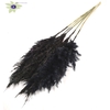 Pampas Grass 100cm 5st/bunch Black