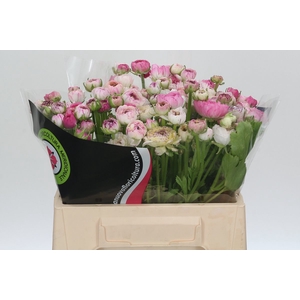 Ranunculus Elegance Cappucino Pink