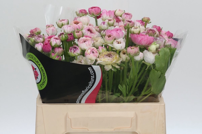 <h4>Ranunculus Elegance Cappucino Pink</h4>