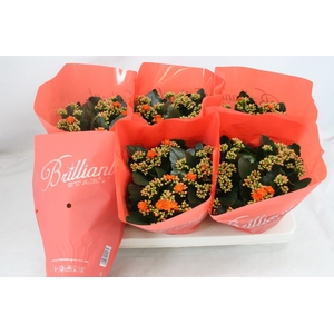 Gevuld 15 cm Oranje Brilliant