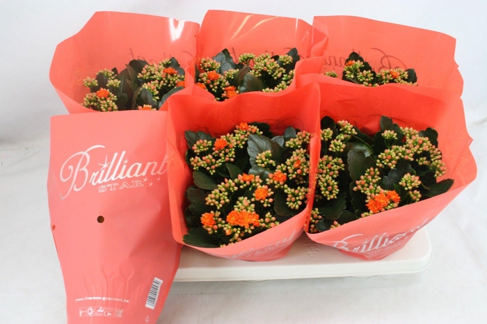 <h4>Gevuld 15 cm Oranje Brilliant</h4>