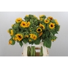 Helianthus Orange Fire