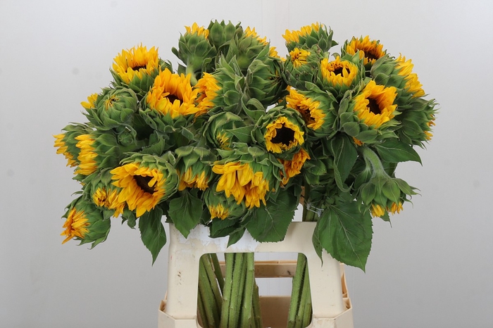 Helianthus Orange Fire