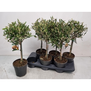 OLEA EUROPAEA