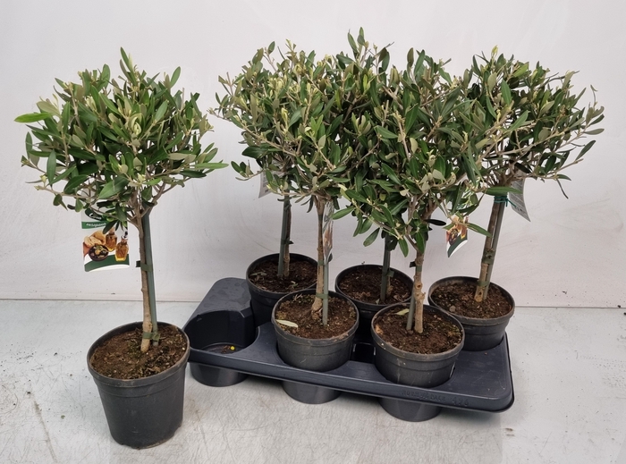 <h4>OLEA EUROPAEA</h4>