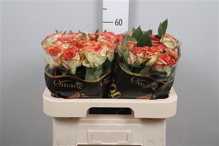 <h4>R Gr Aruba Summerh</h4>