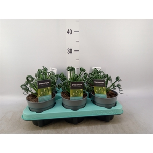 Albuca spiralis 'Frizzle Sizzle'