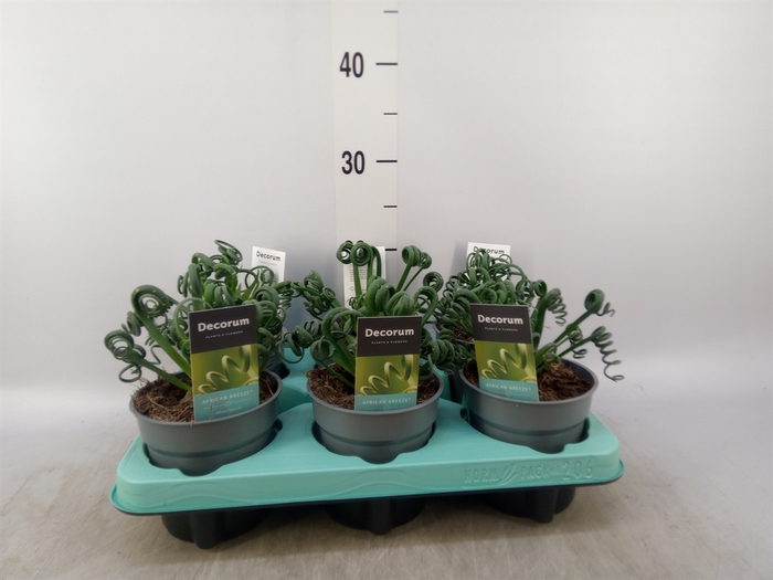 <h4>Albuca spiralis 'Frizzle Sizzle'</h4>