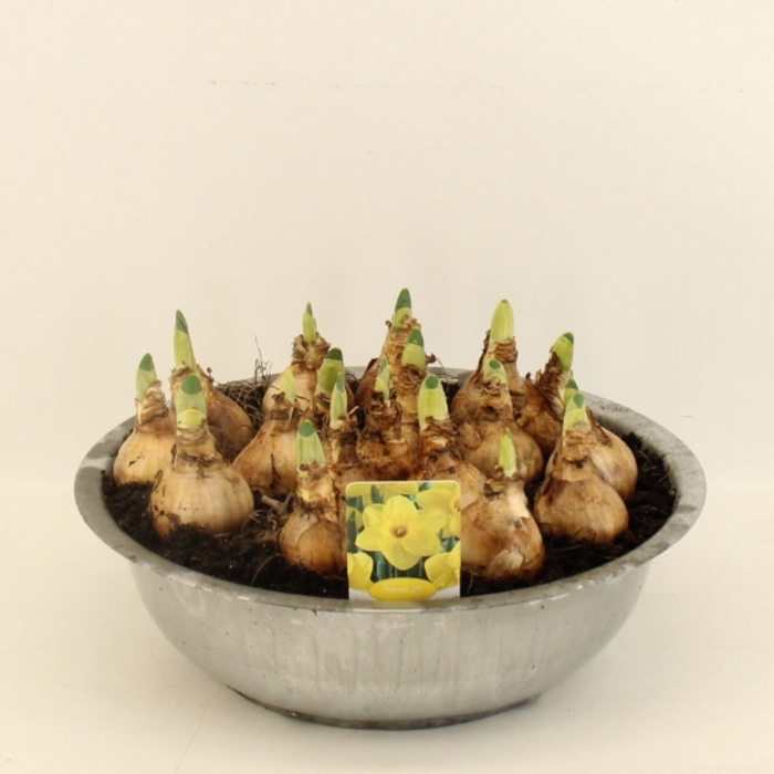 <h4>NARC T LUCKY NUMBER</h4>