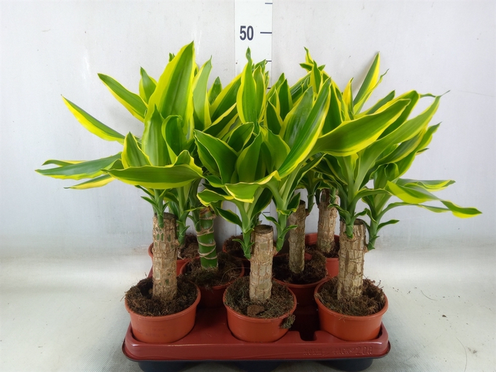 <h4>Dracaena frag. 'Golden King'</h4>