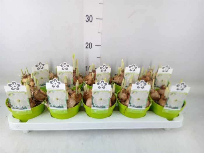 <h4>Narcissus   ...</h4>