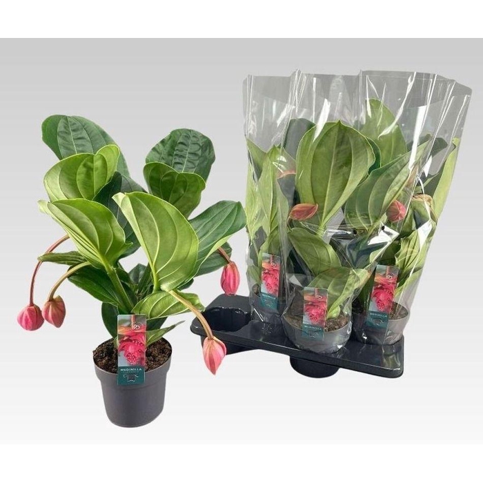 <h4>MEDIN MAG FLAMENCO</h4>