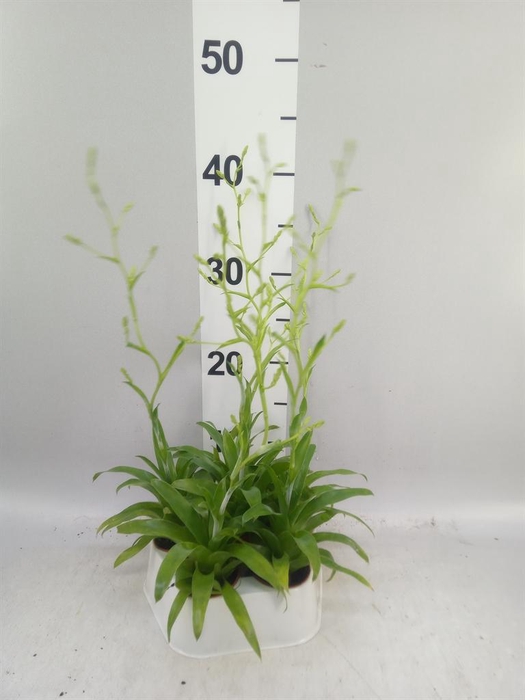 <h4>Catopsis morreniana</h4>