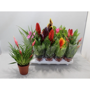 BROMELIA GEM 10 SRT