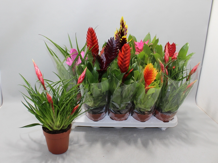 <h4>BROMELIA GEM 10 SRT</h4>