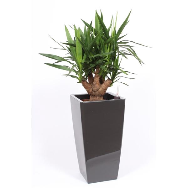<h4>Yucce elephantipes in Piza pot "antraciet"</h4>
