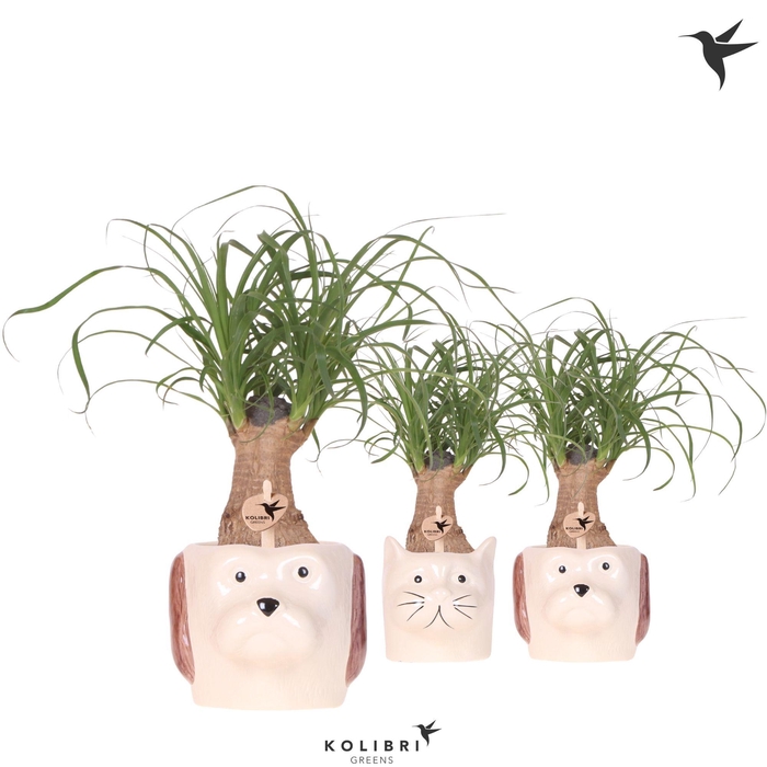 <h4>Kolibri Greens Beaucarnea in Cat & Dog pot mix</h4>