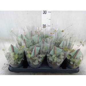 Ceropegia woodii ssp. woodii