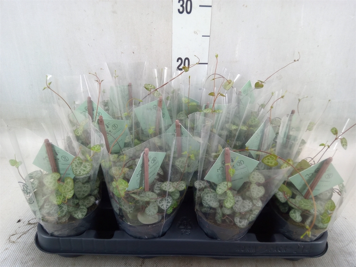 <h4>Ceropegia woodii ssp. woodii</h4>