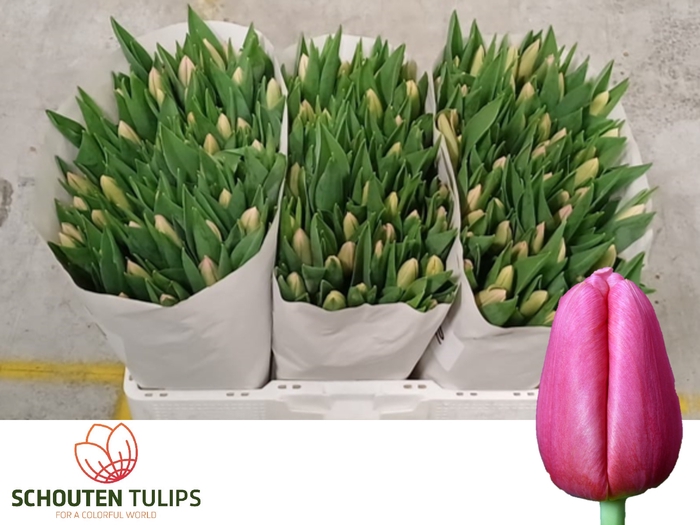 <h4>TU EN ACE PINK</h4>