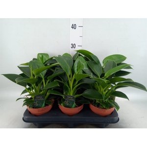 Philodendron  'Green Princess'