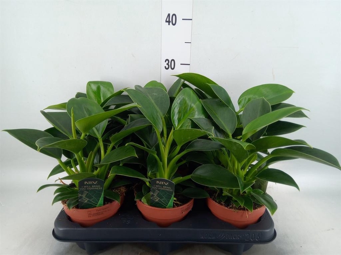 <h4>Philodendron 'Green Princess'</h4>