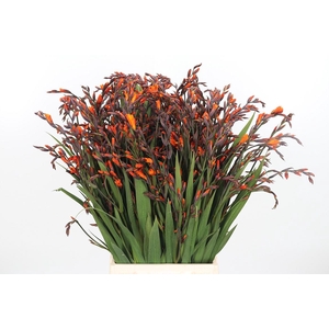 Crocosmia Mckenzie