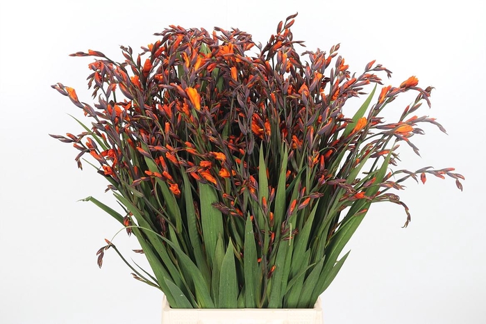 <h4>Crocosmia Mckenzie</h4>