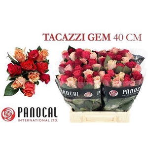 R Gr Tacazzi Gem