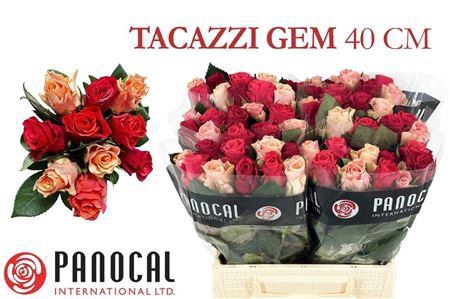 <h4>R Gr Tacazzi Gem</h4>