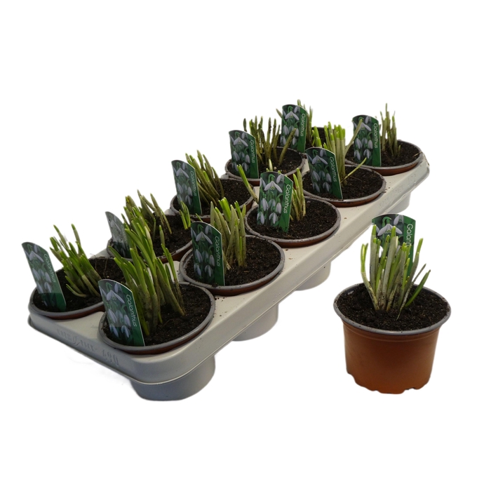 <h4>Galanthus nivalis SPECIAAL</h4>