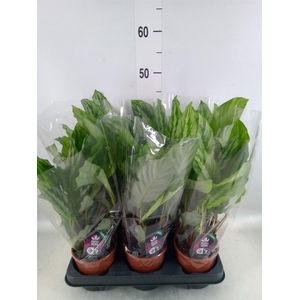 Calathea   ...