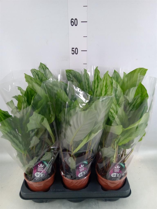 <h4>Calathea ...</h4>