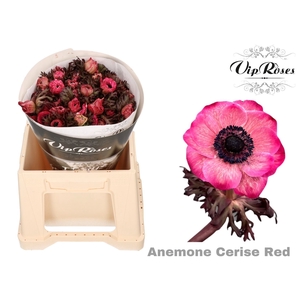 Anem Paint Cerise-Red