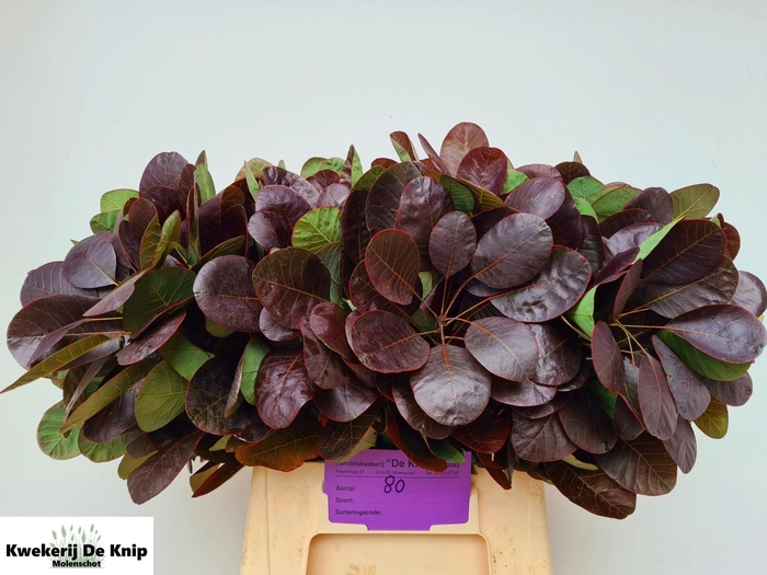 <h4>COTI C ROYAL PURPLE</h4>
