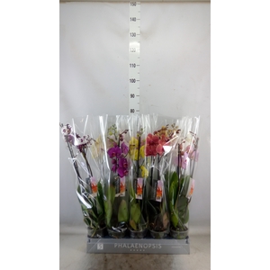 Phalaenopsis   ...mix  7