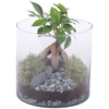 Ficus m. Ginseng Ø06cm in Glass Vase Cylinder Ø15cm